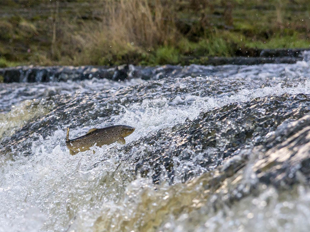 Fishing