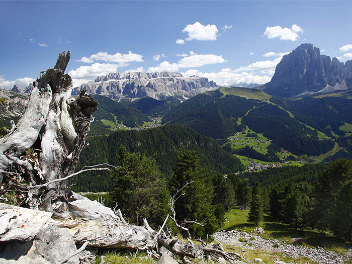 View to Sassolungo in summer